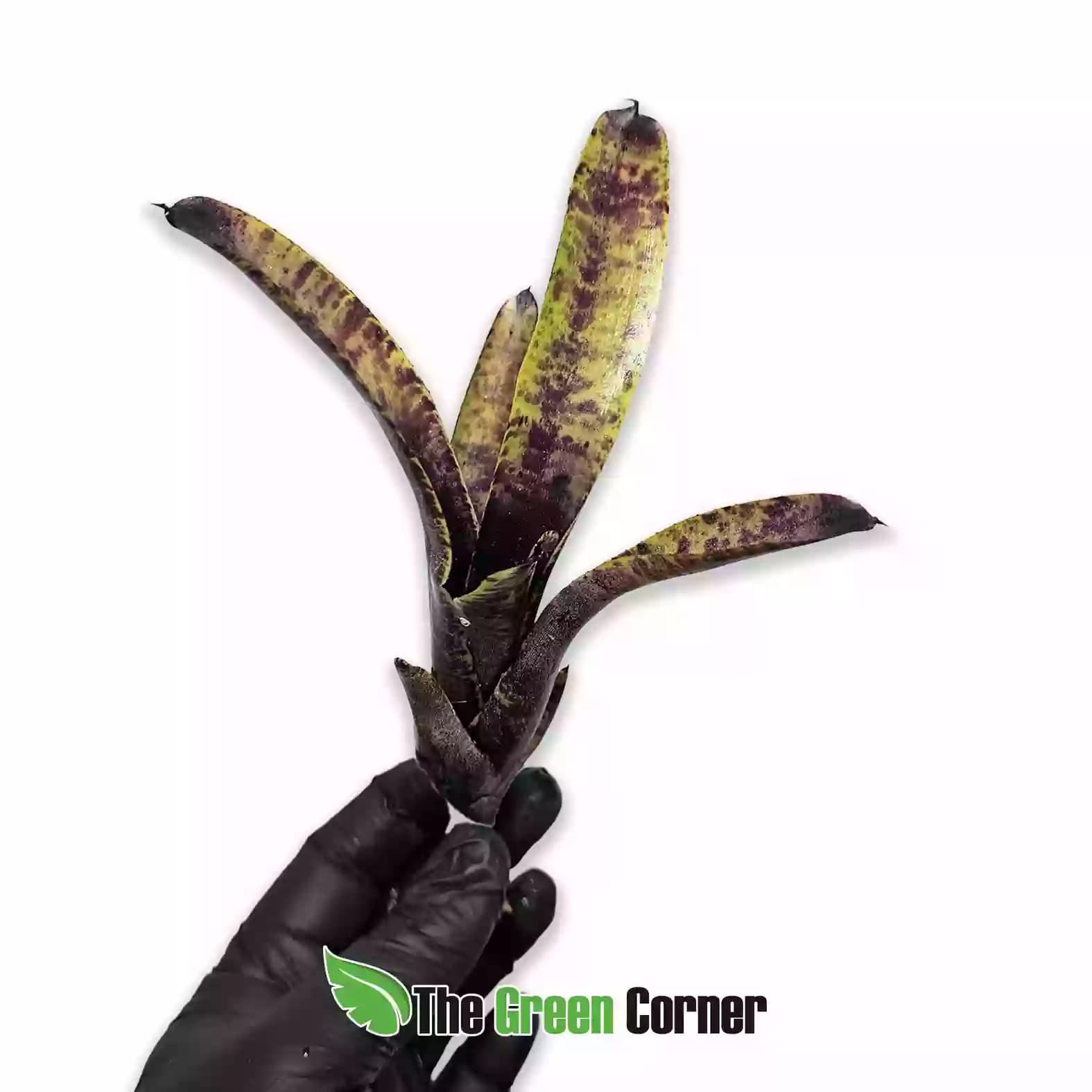 neoregelia-smudge-pot-lateral