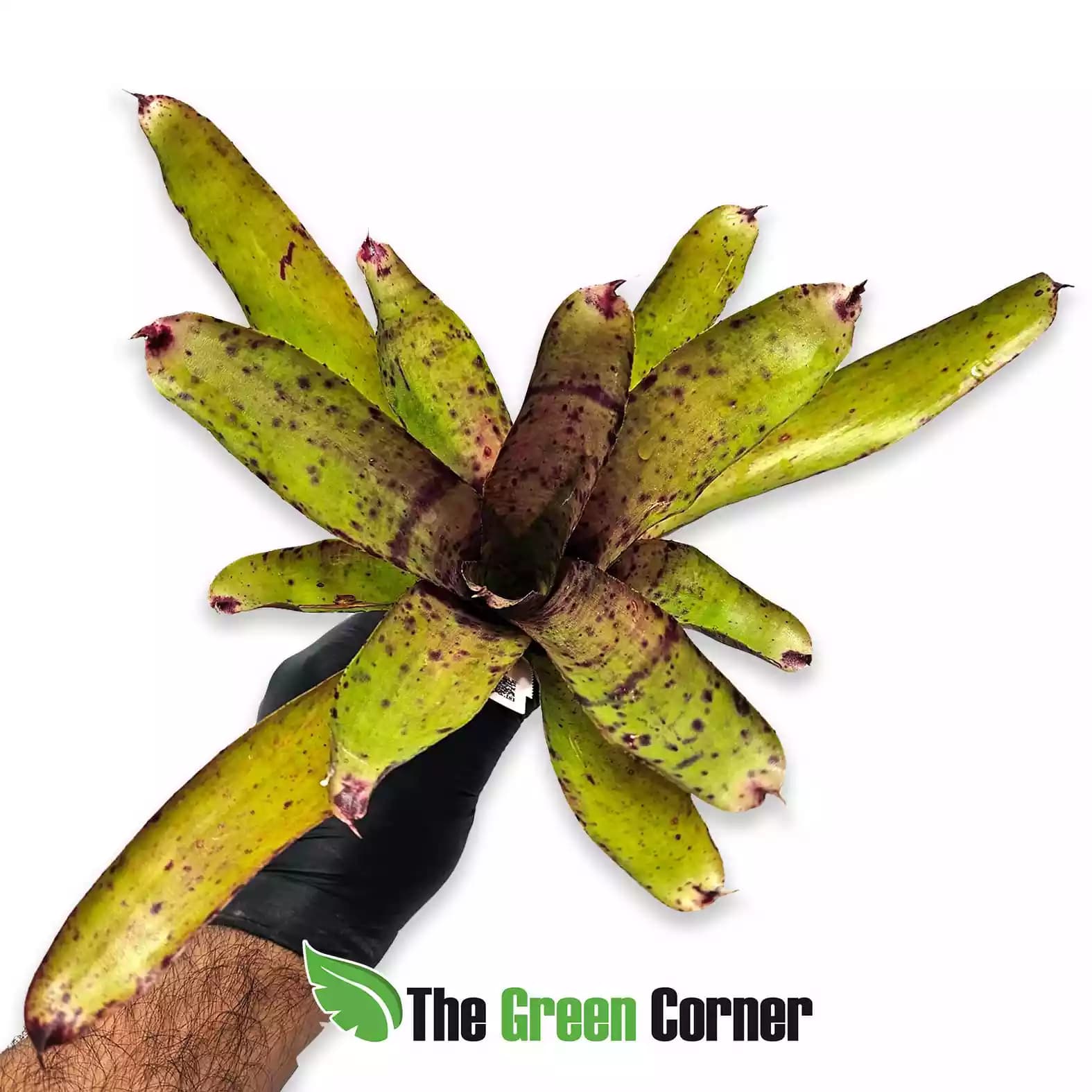 neoregelia-speackline