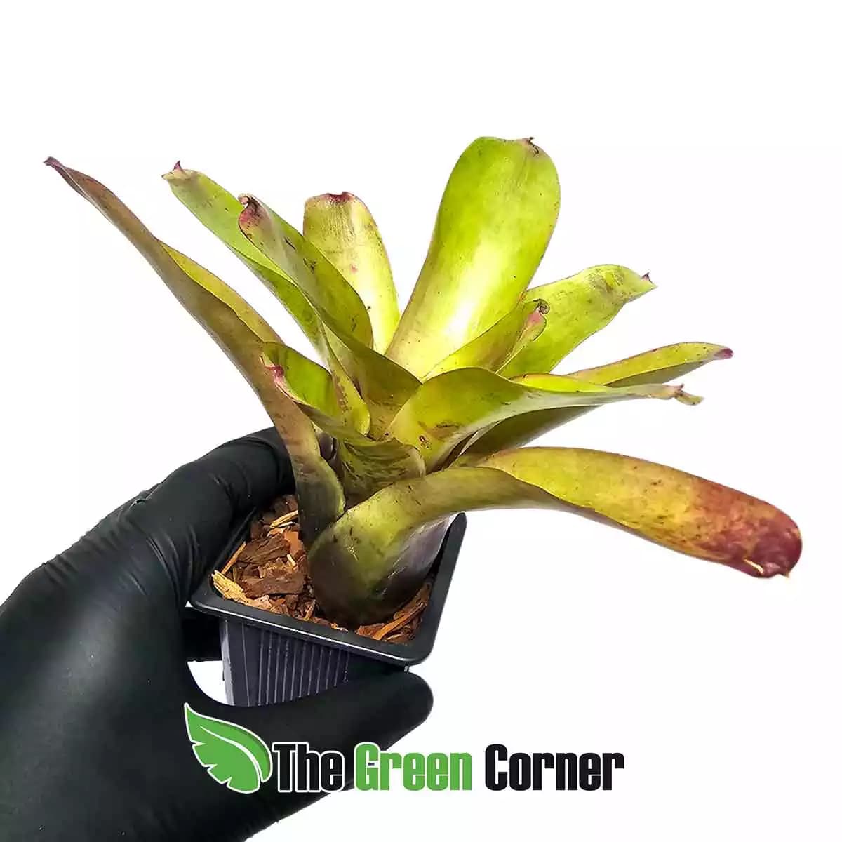 neoregelia-subcompacta-lateral