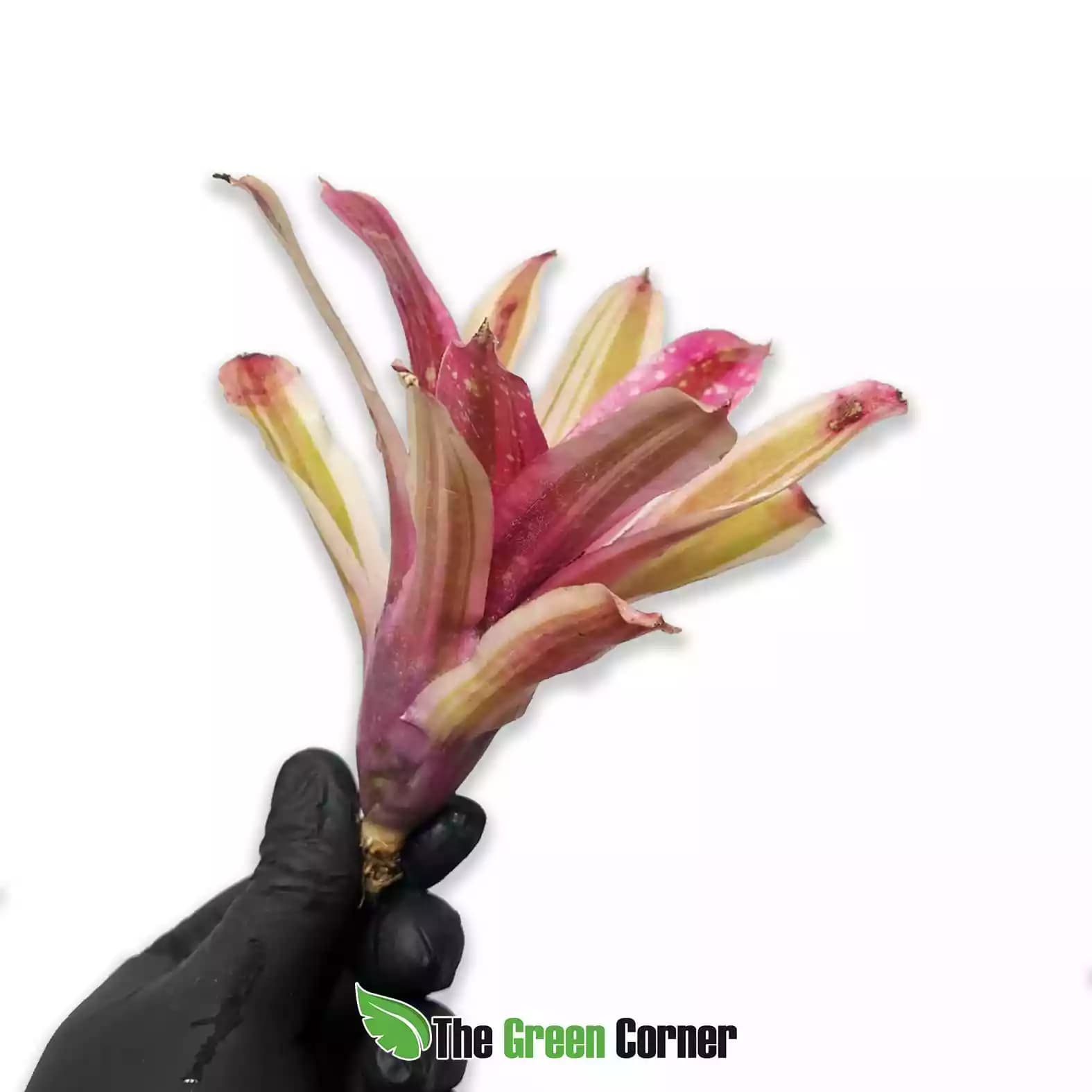 Neoregelia Swanky