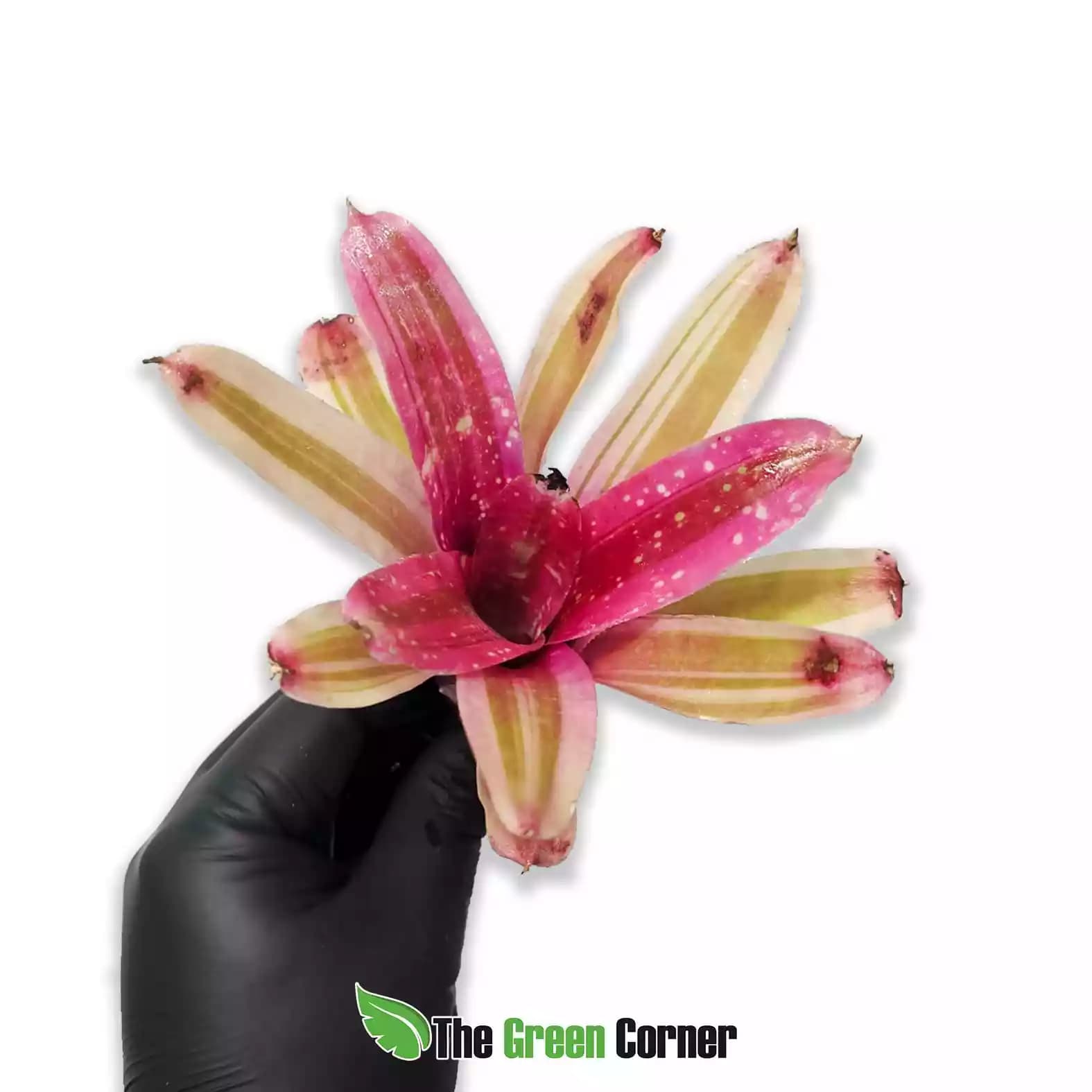 Neoregelia Swanky