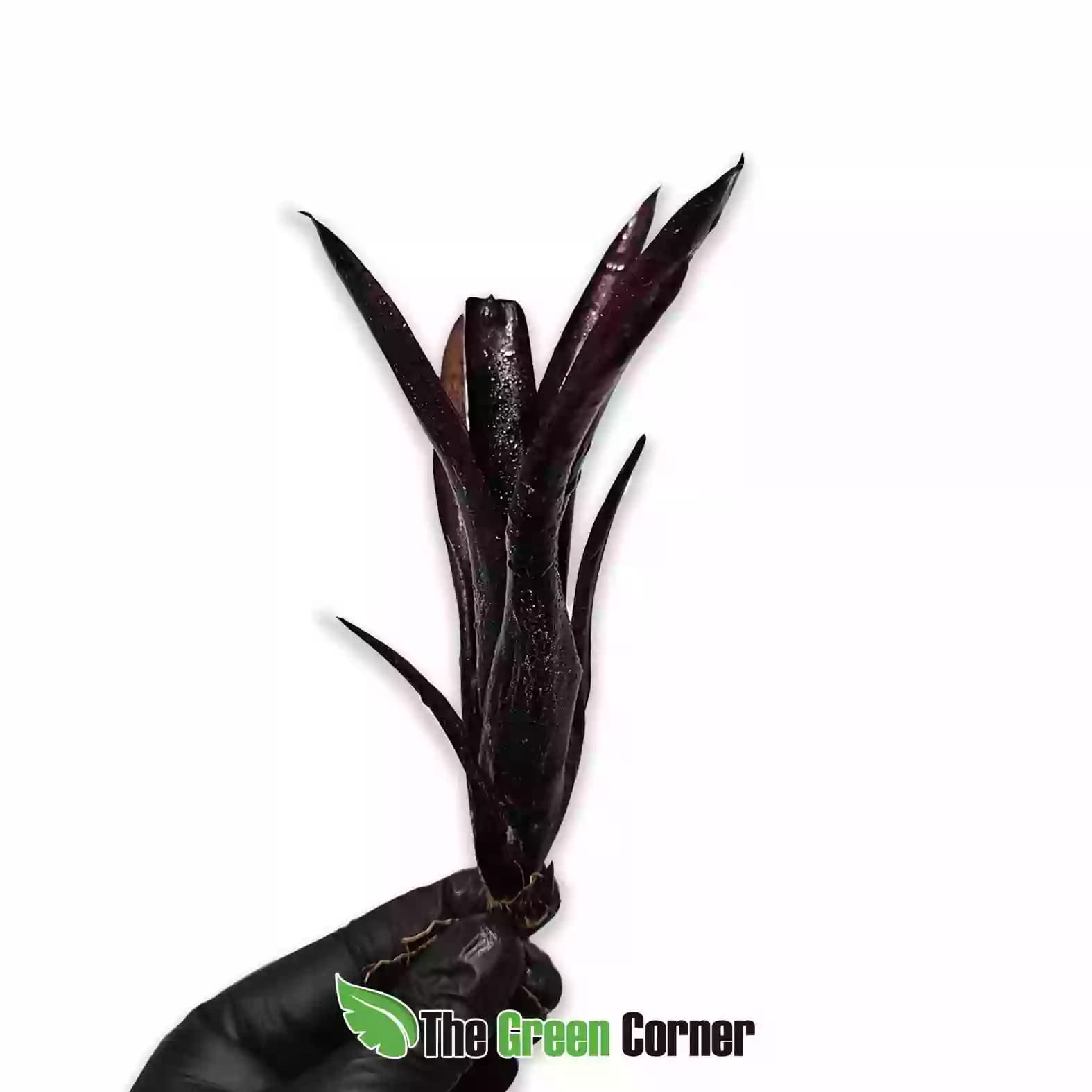 neoregelia-tar-baby