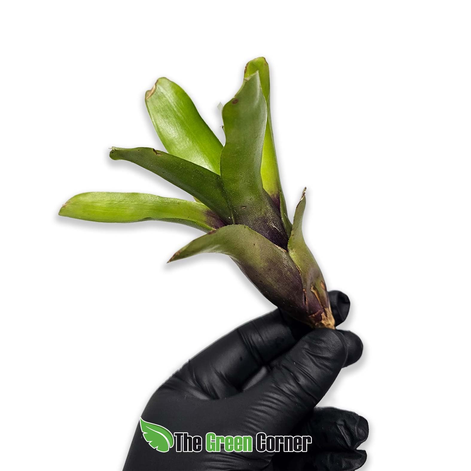 Neoregelia Tom Tom