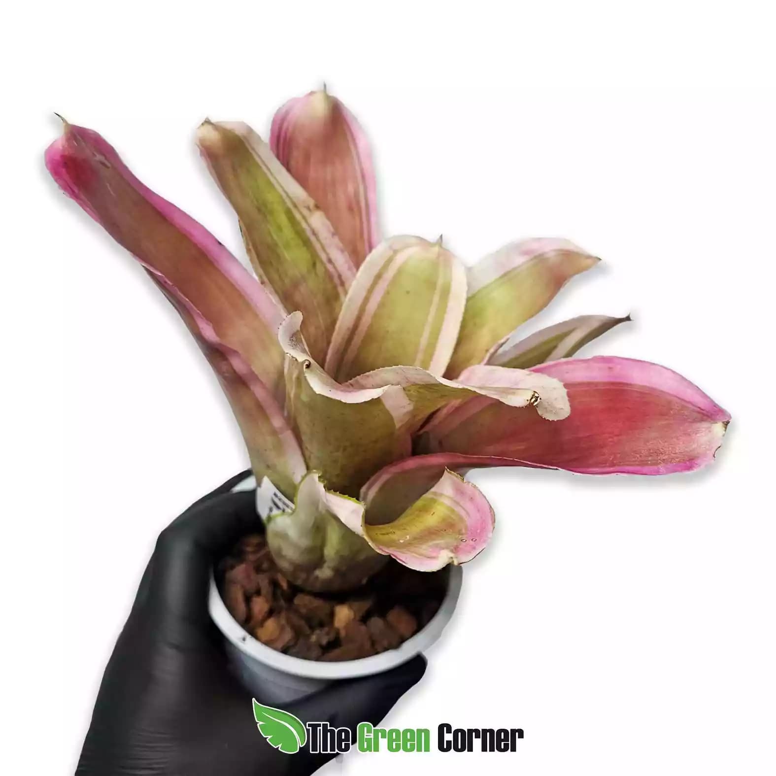 neoregelia-valentines-general