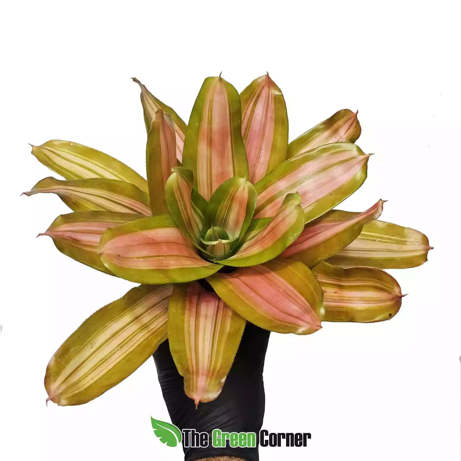 Neoregelia Vulcana
