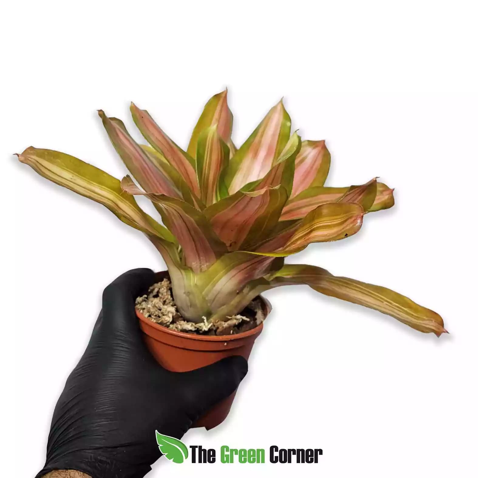 Neoregelia Vulcana