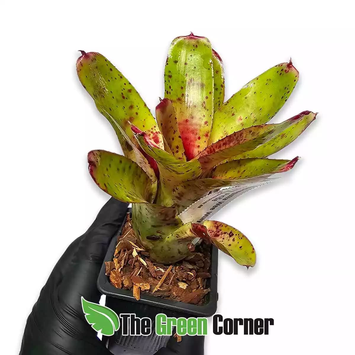 neoregelia-wee-willy-lateral
