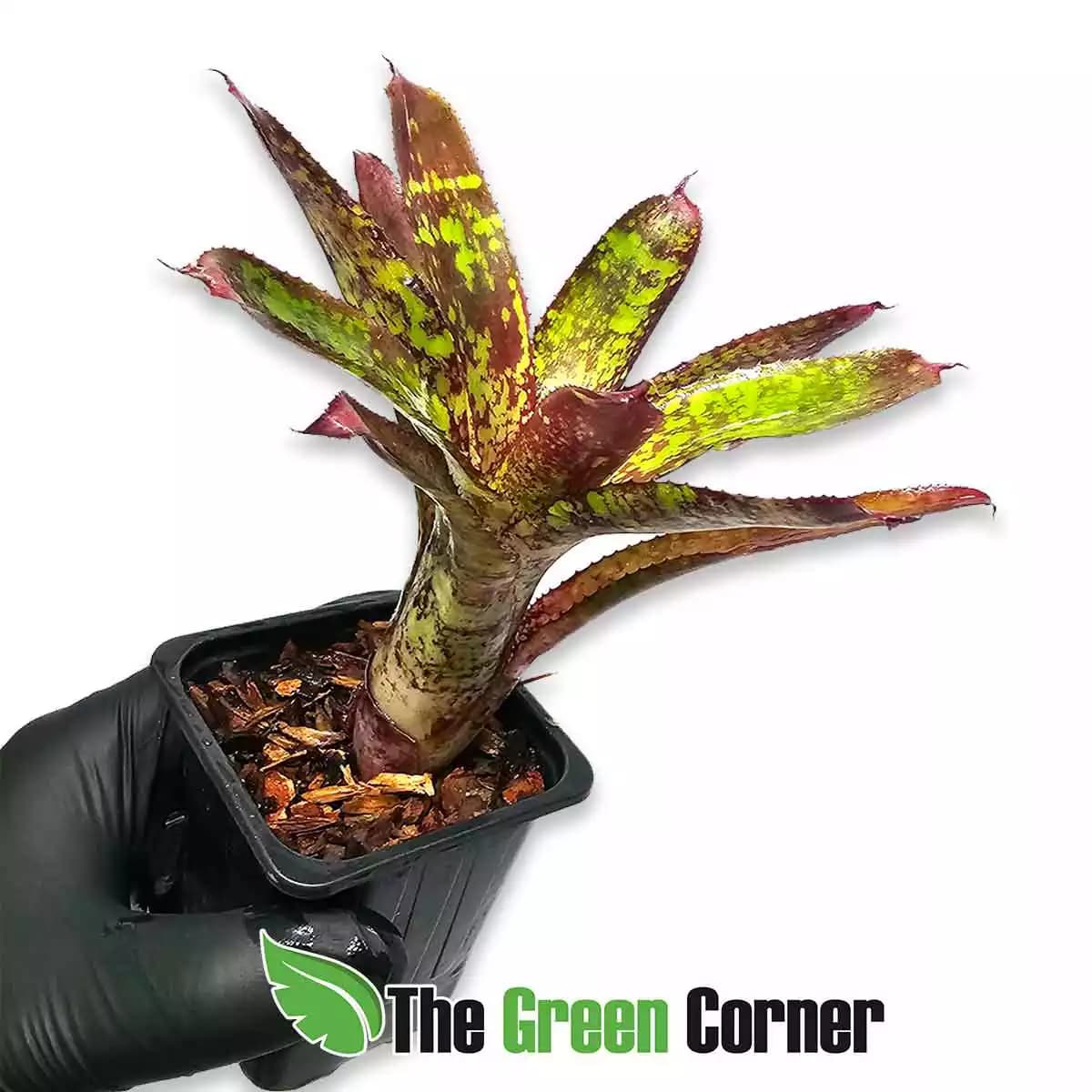 neoregelia-whim-lateral