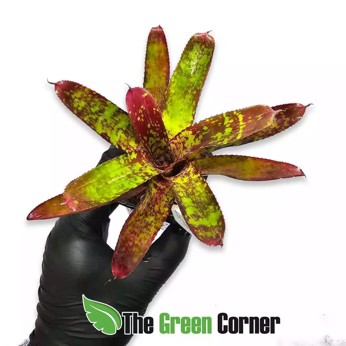 neoregelia-whim