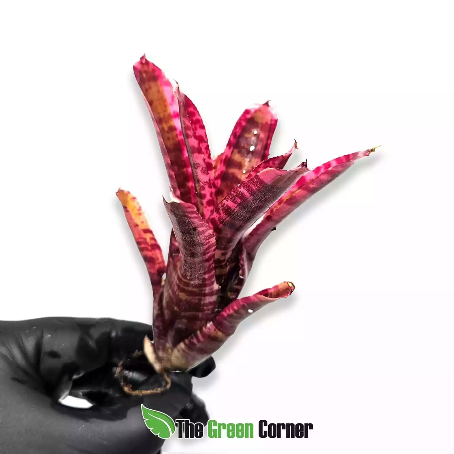 neoregelia-white-hot-embers