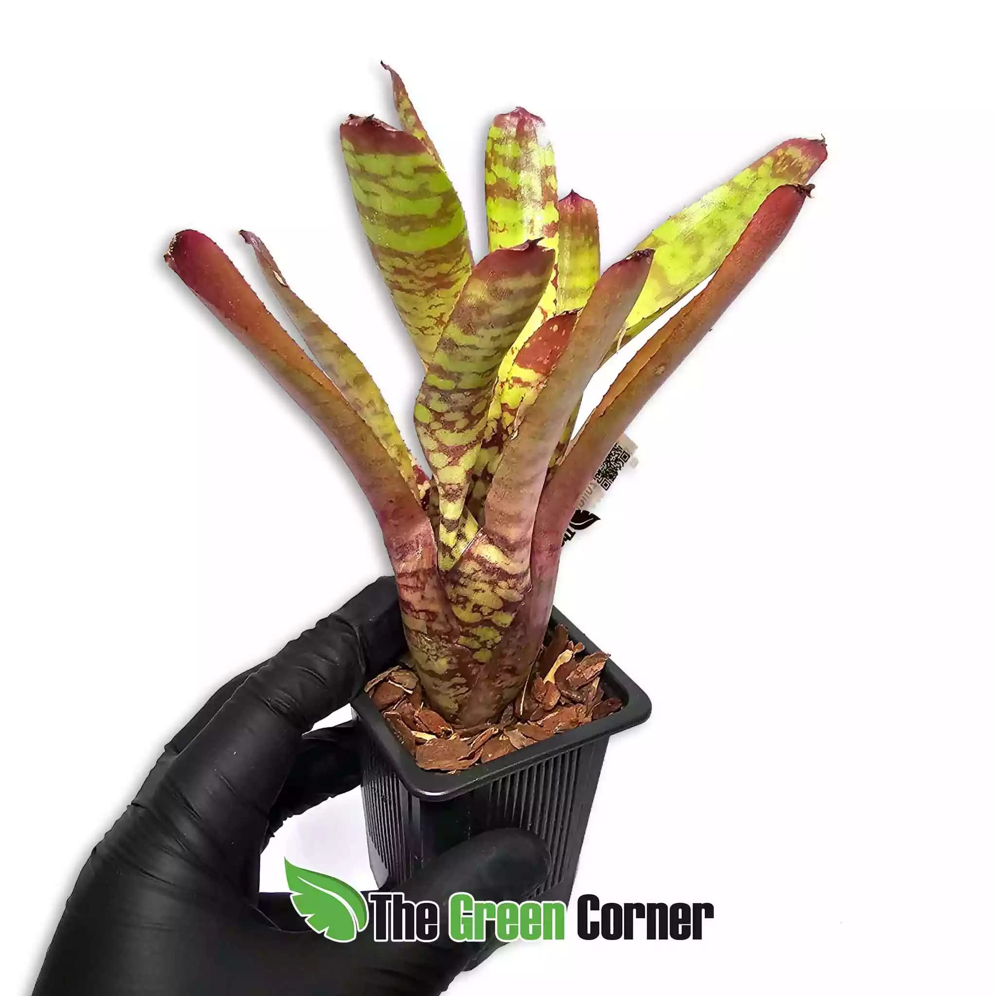 neoregelia-wild-tiger-x-zonata-lateral