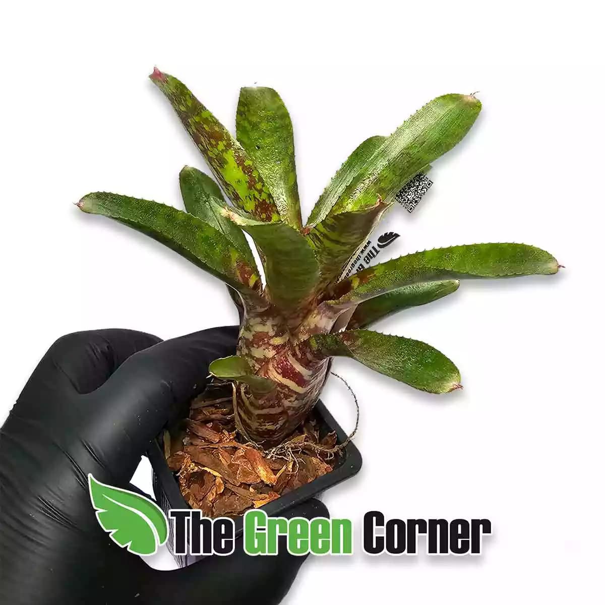 neoregelia-wild-tiger