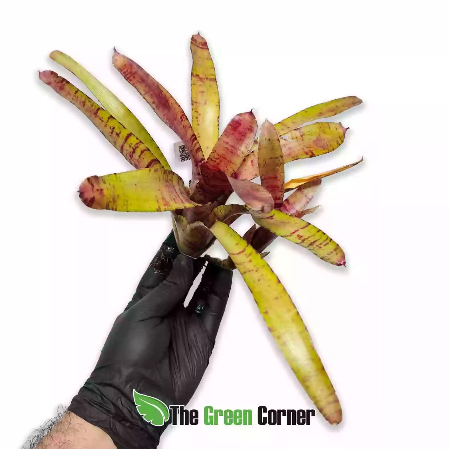 neoregelia-zeus-general