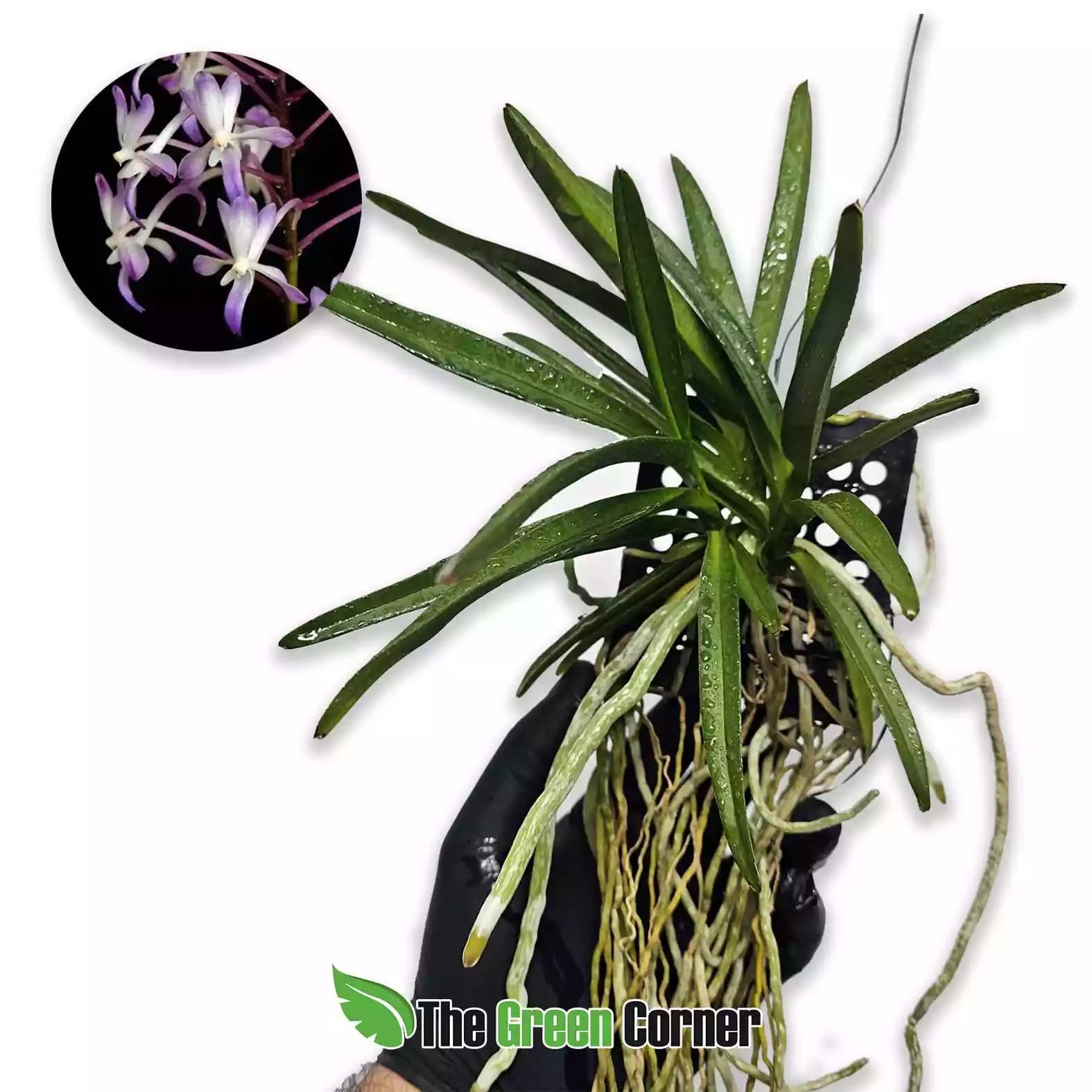 neostylis-low-sneary