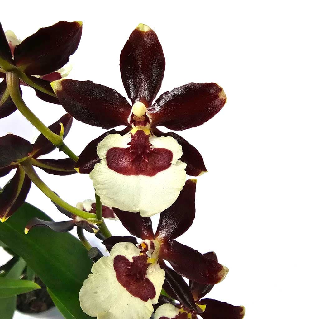odontoglossum-crema