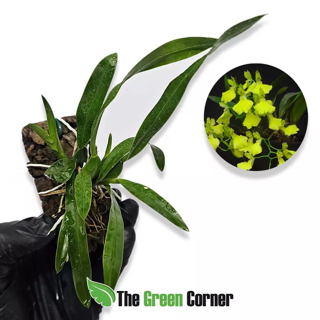 oncidium-ottonis