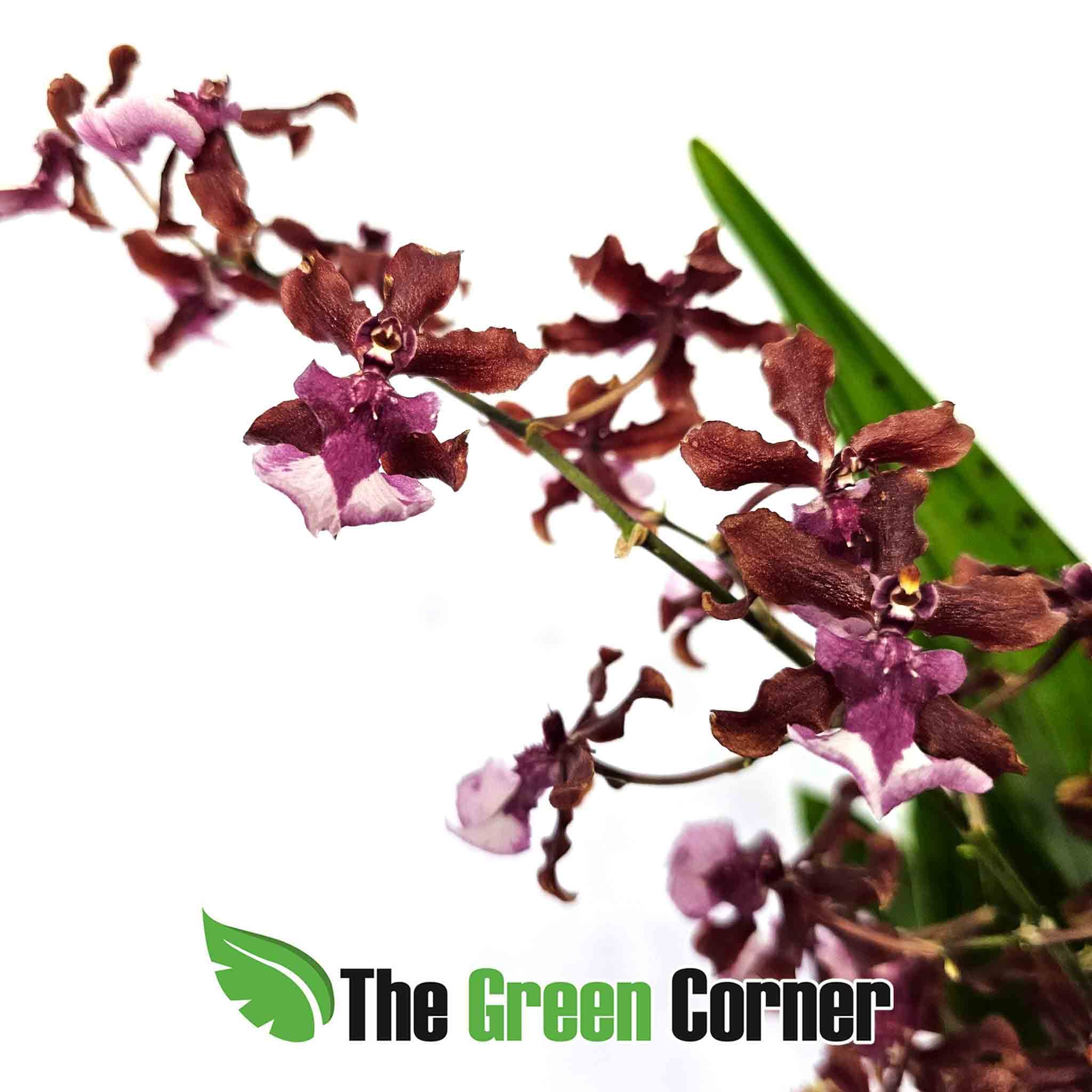oncidium-sherry-babe-flor-general
