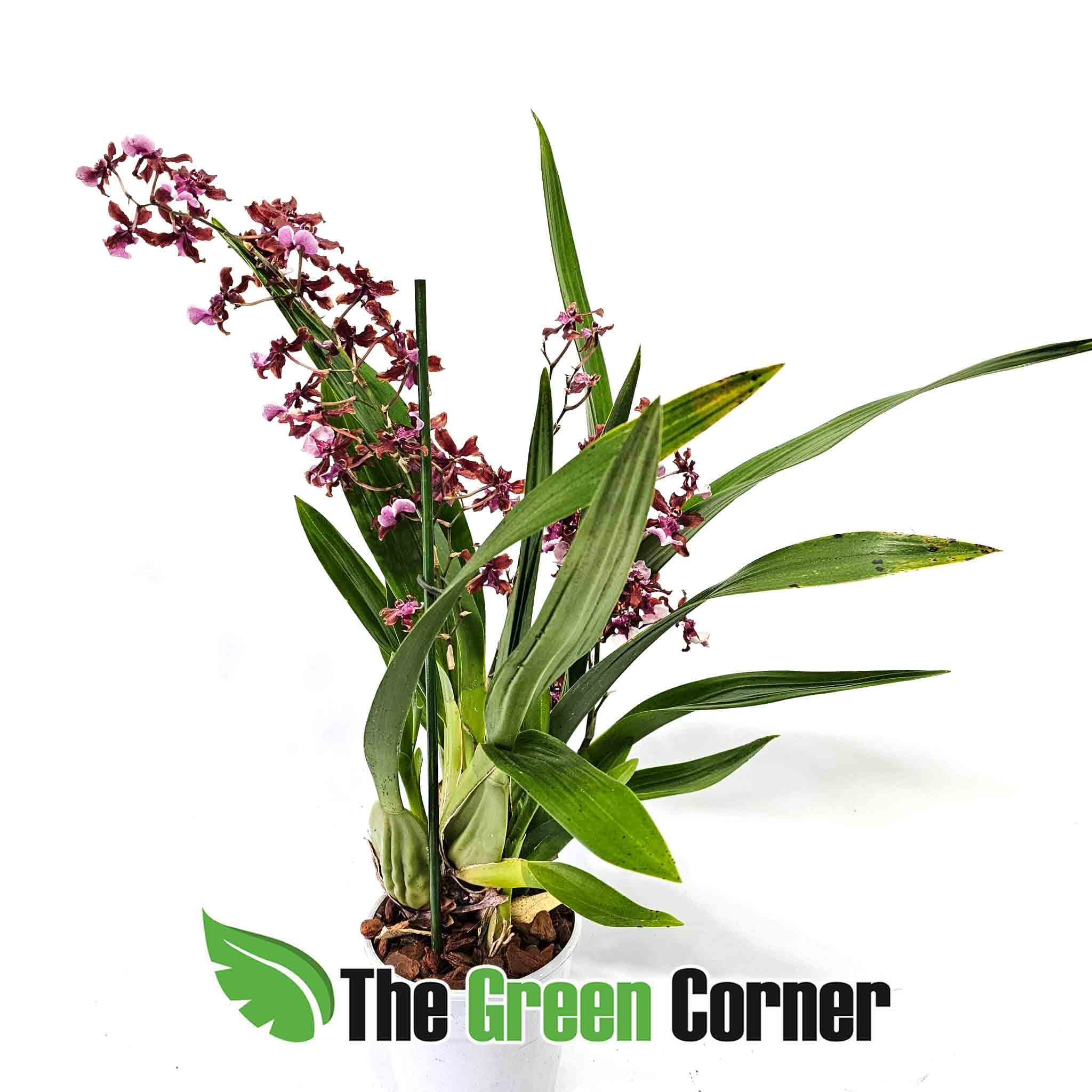 Oncidium Sherry Baby: Aroma a chocolate 3
