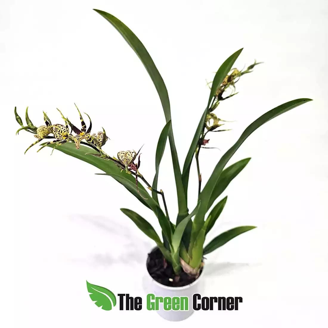 Oncidium Titanium Treasure Amarillo 2