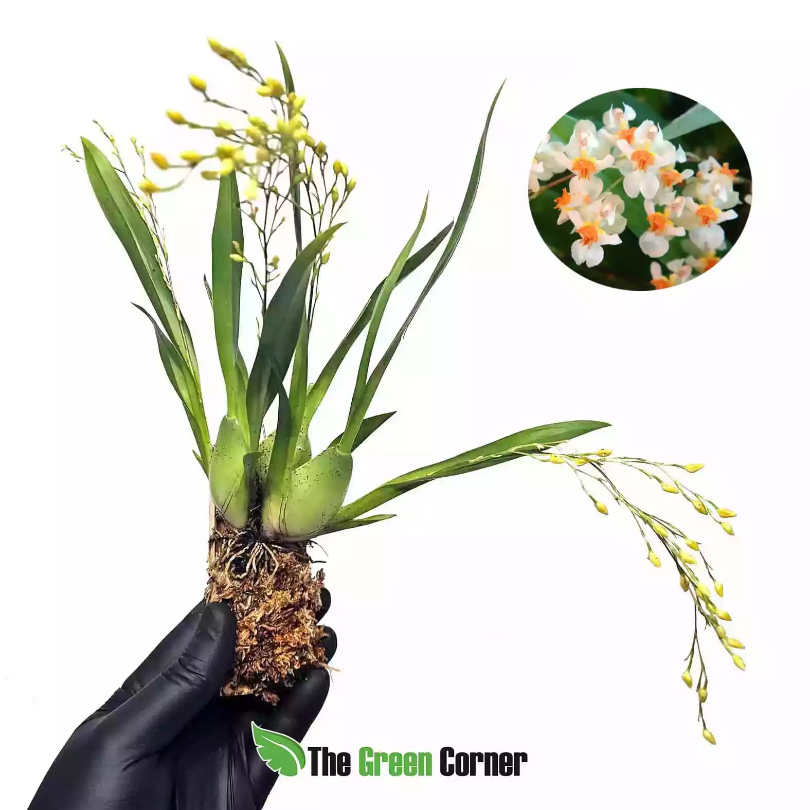 Oncidium