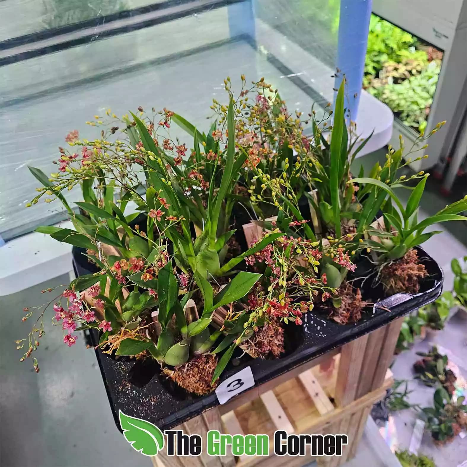 oncidium-twincle-colors