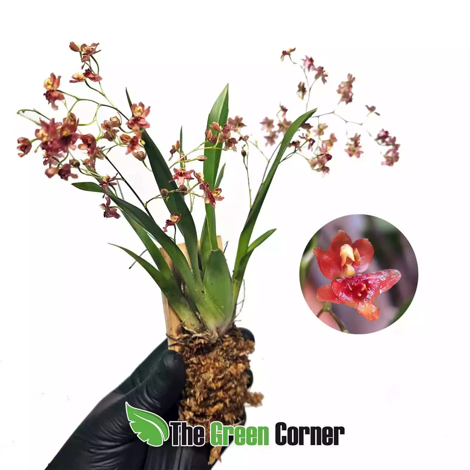 oncidium-twincle-pearl-red