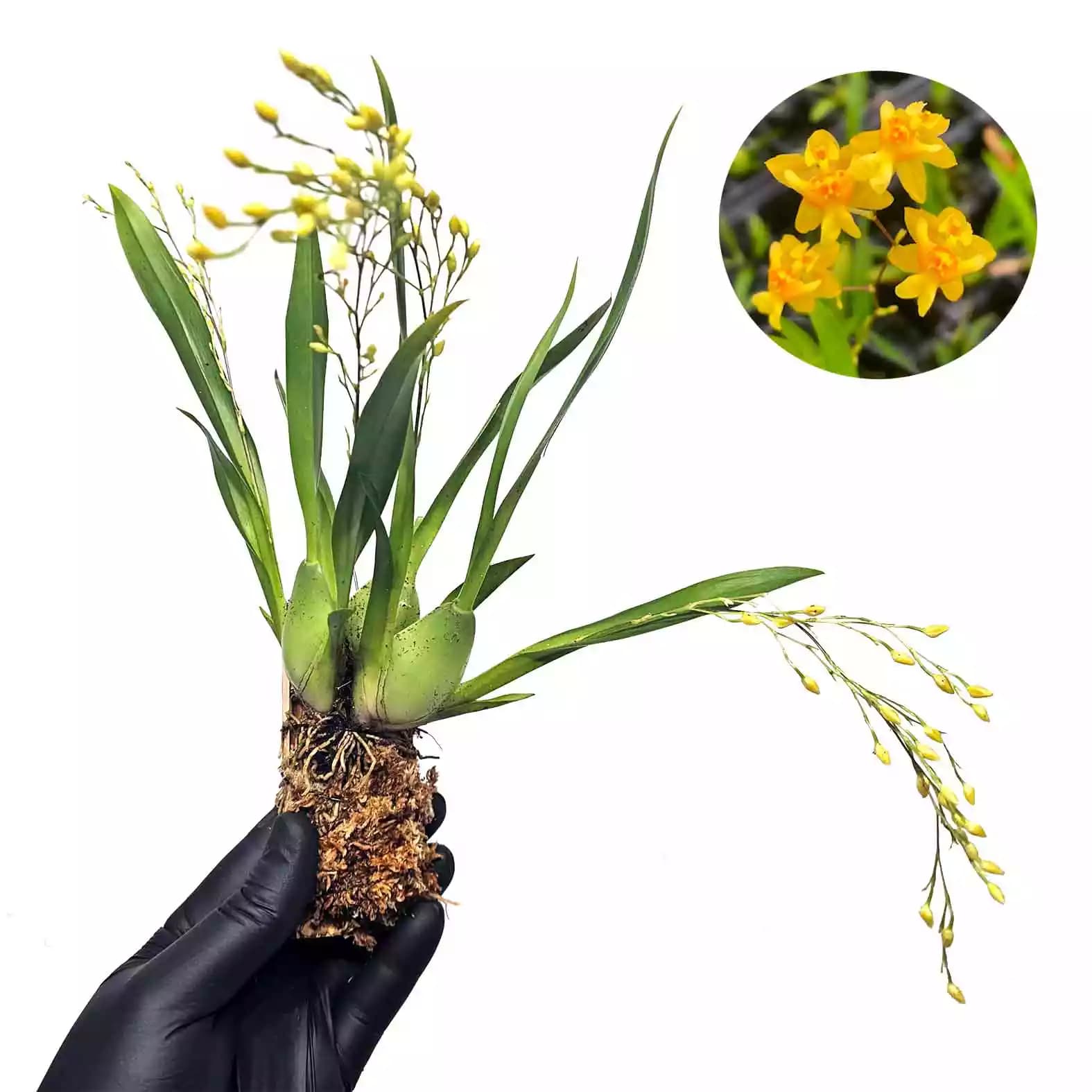onclidium-twincle-yellow