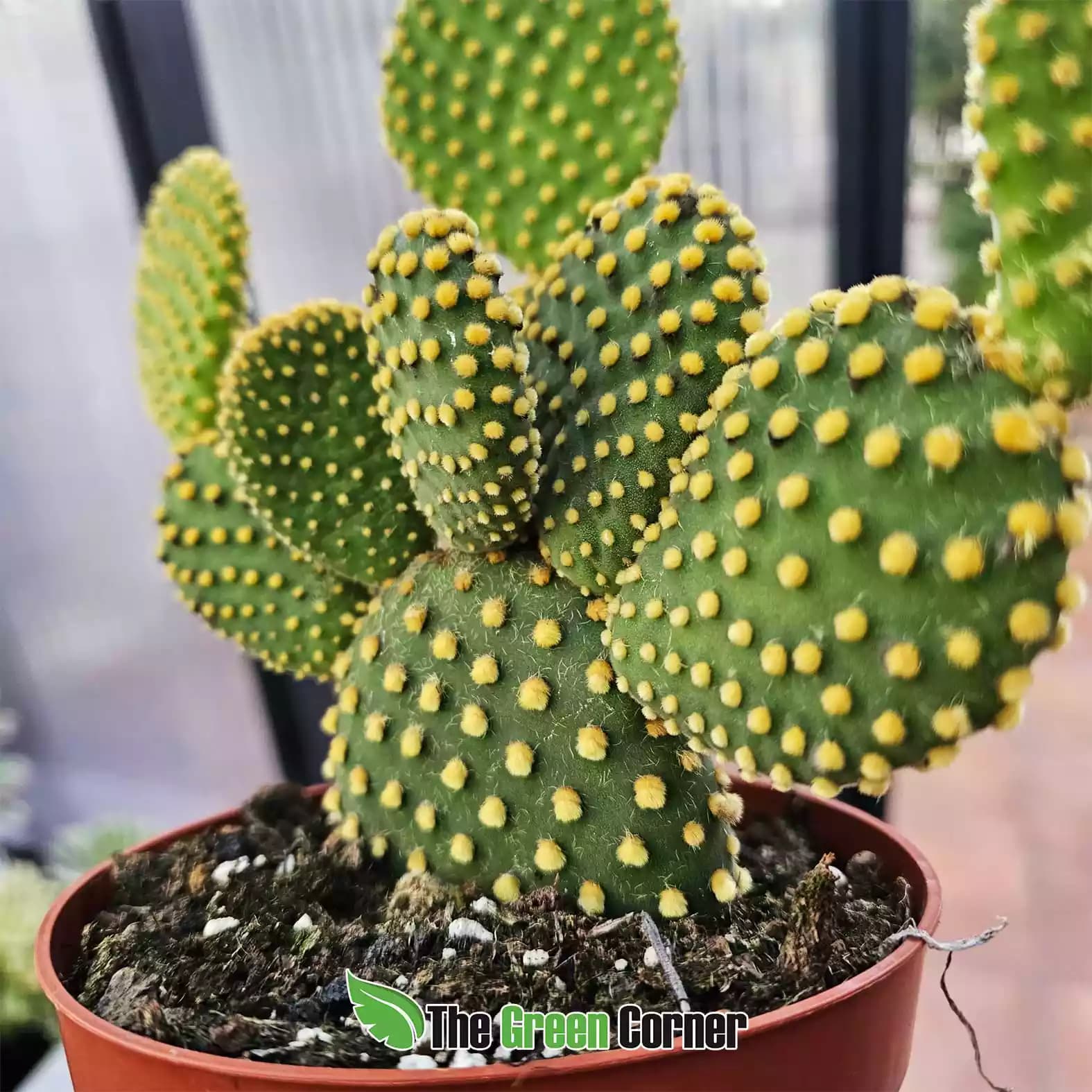 Opuntia microdasys var. pallida 2