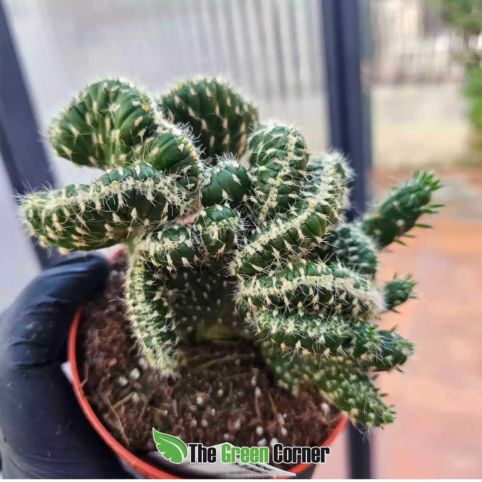 opuntia-cylindrica-lateral
