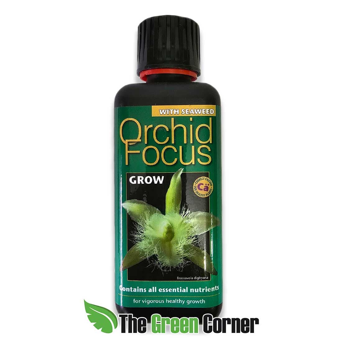 orchidfocus-crecimiento