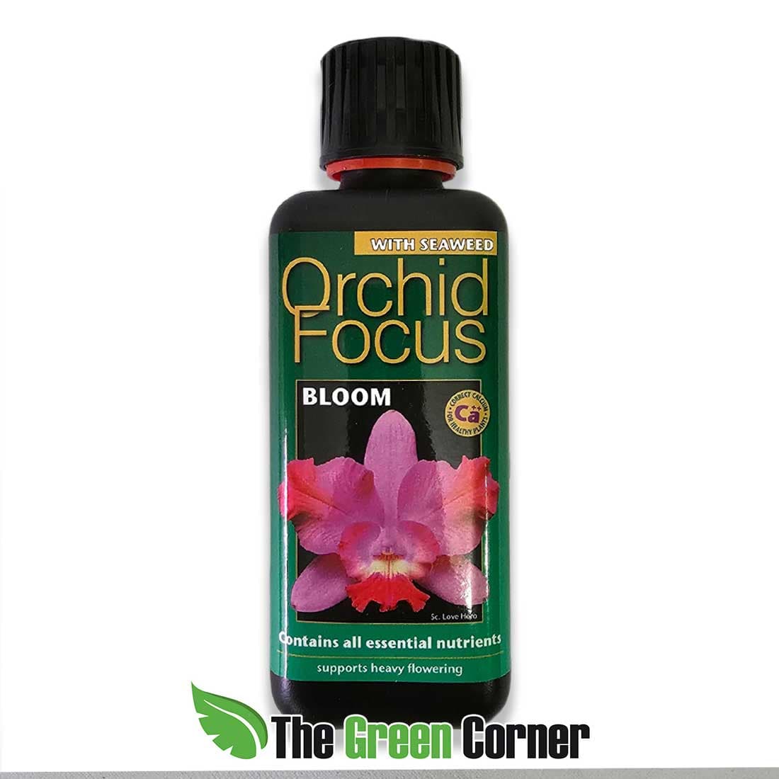 orchidfocus-floracion