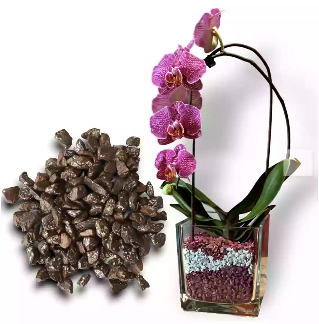 orquidea-con-colomi
