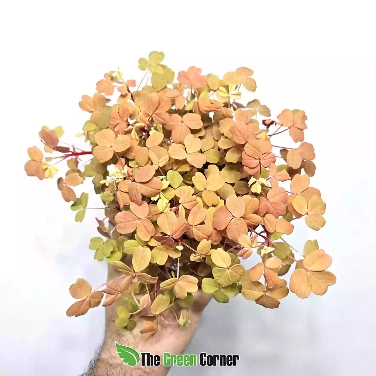 oxalis-naranja