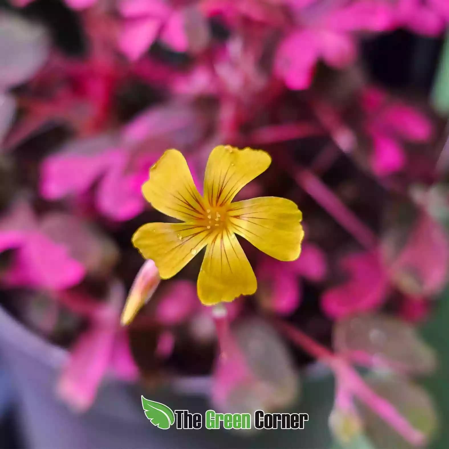 Oxalis triangularis Vulcan pink