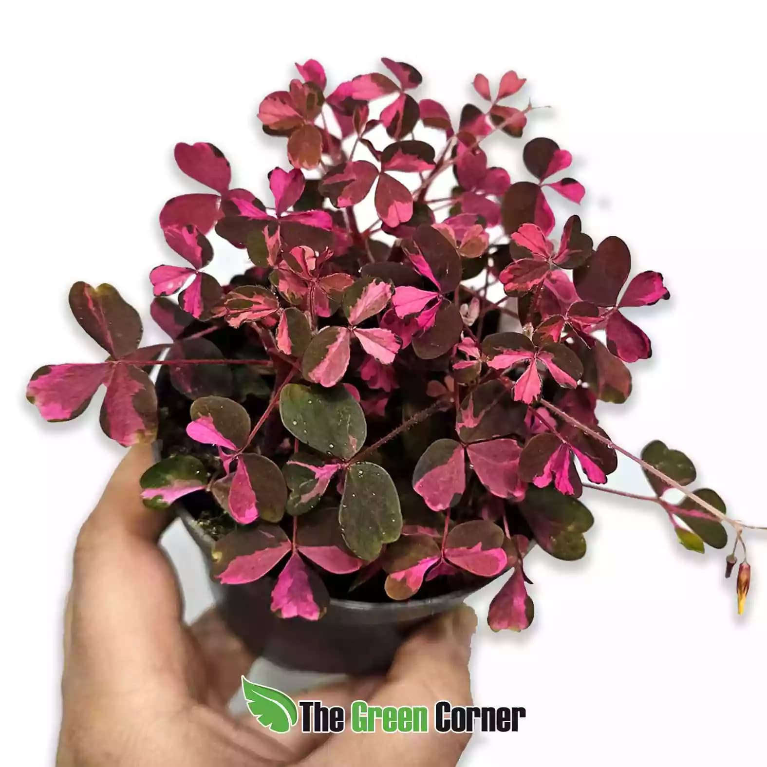 Oxalis triangularis Vulcan pink