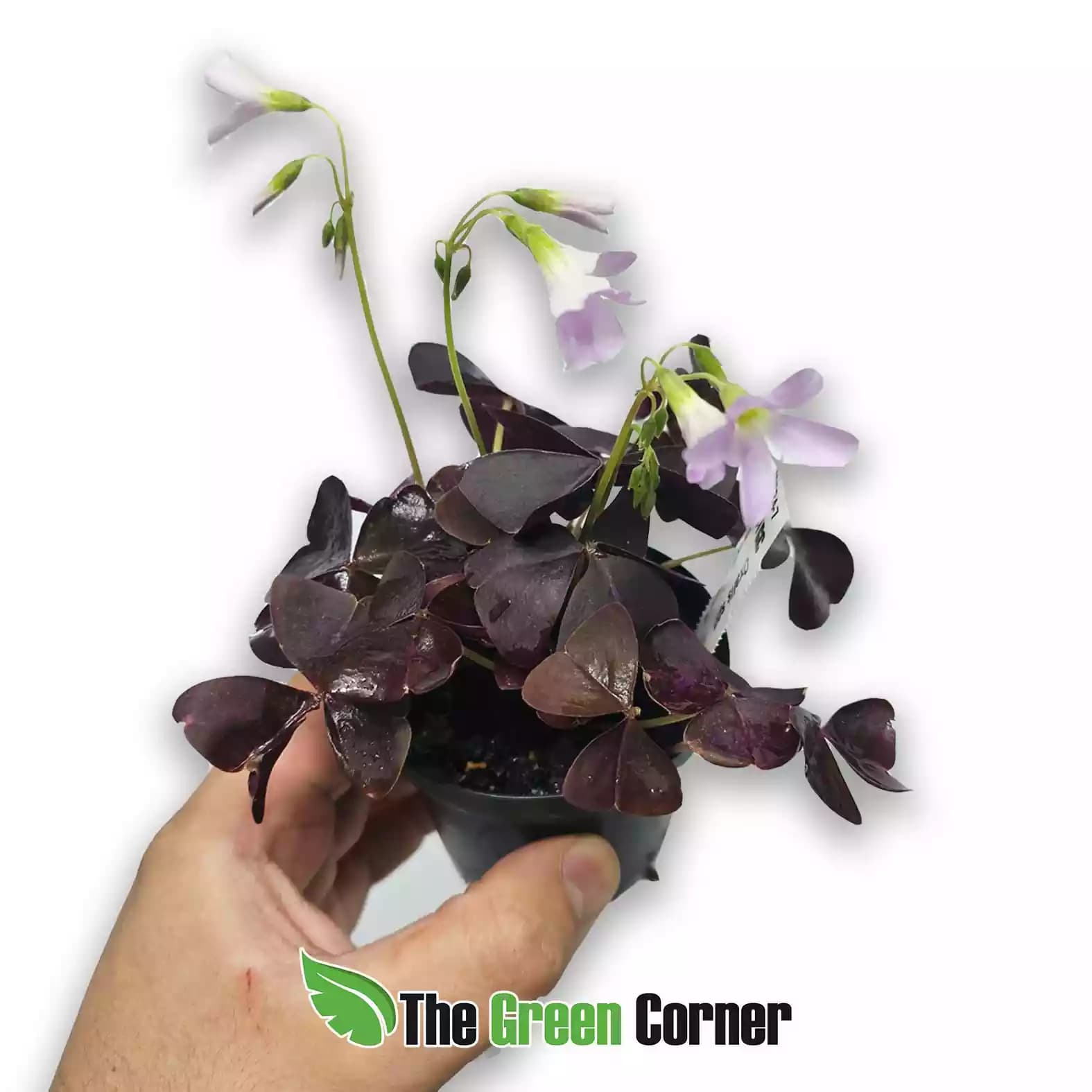 oxalis-triangularis-planta