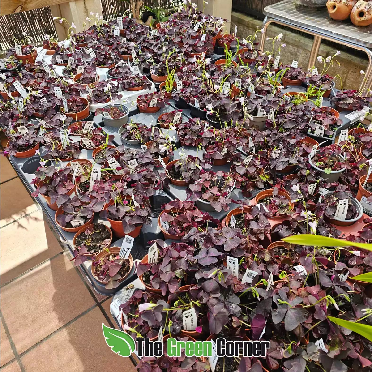 oxalis-triangularis