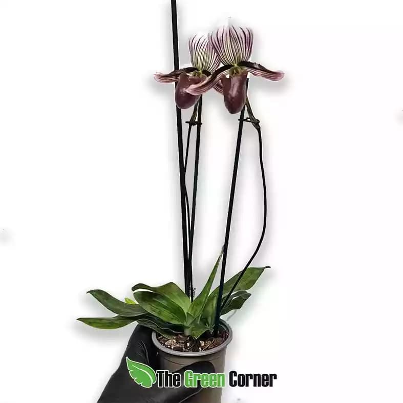 Paphiopedilum barbatum 3