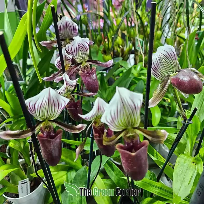 Paphiopedilum barbatum 2