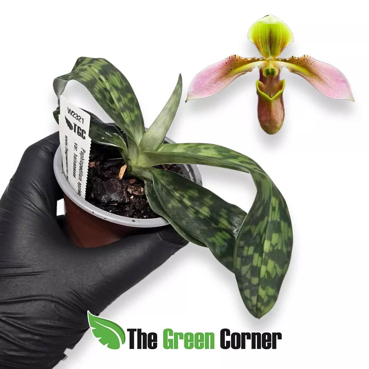 paphiopedilum-appletonianum-var-hainanensis
