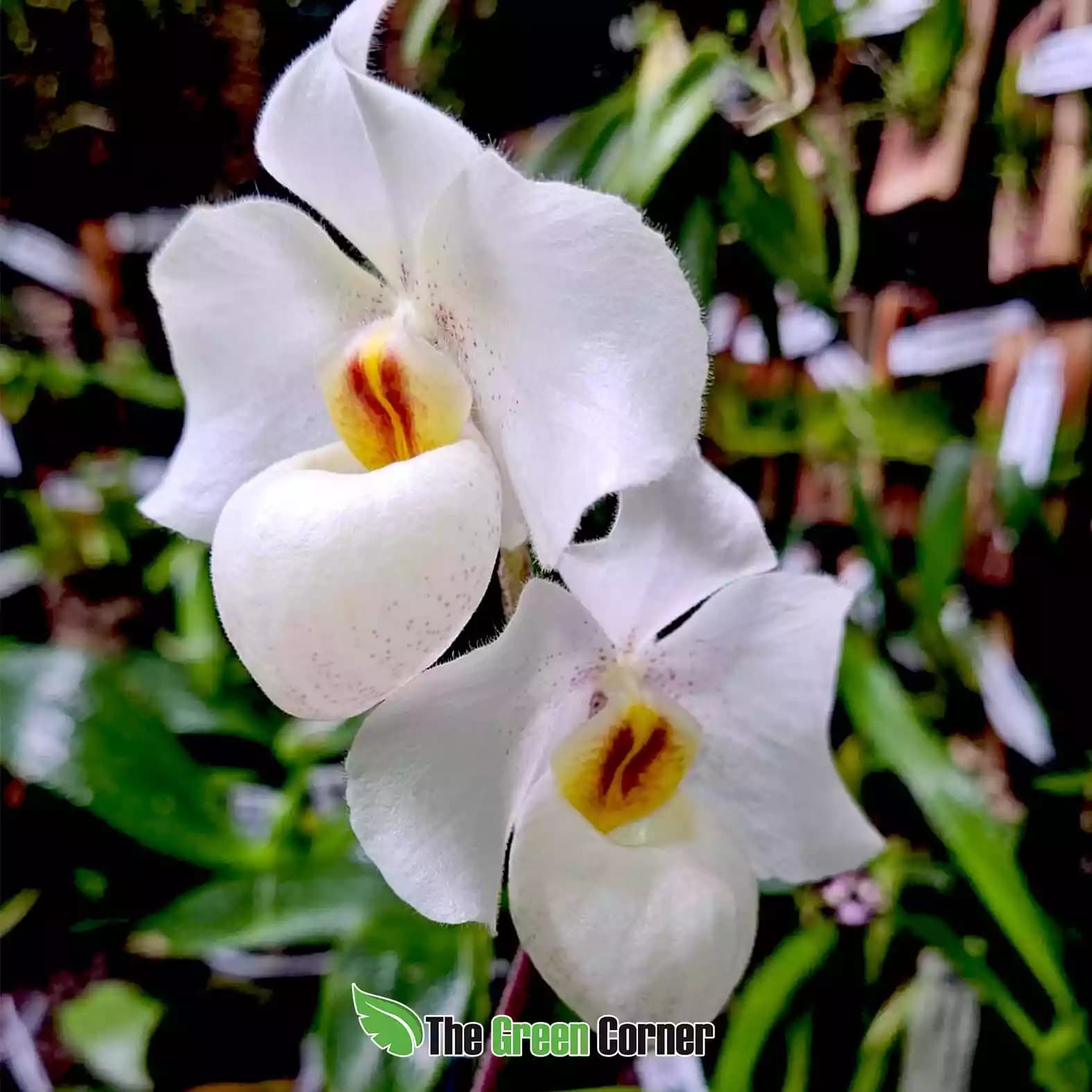 paphiopedilum-armeni-white-flor