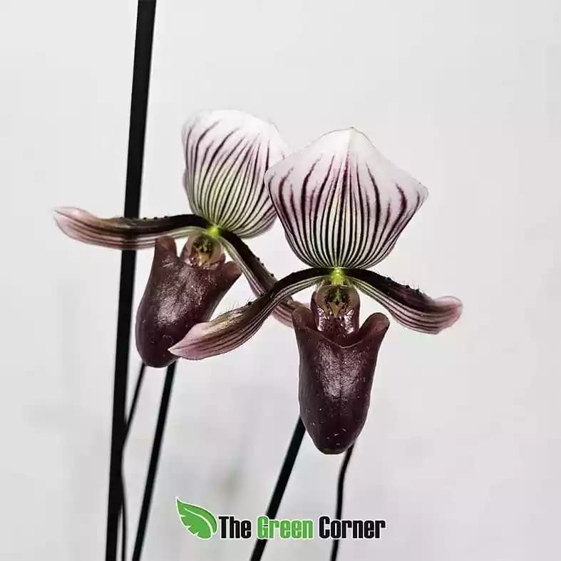 Paphiopedilum barbatum 4