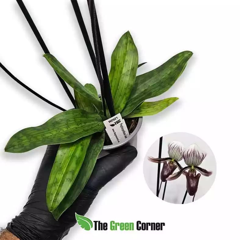 Paphiopedilum barbatum