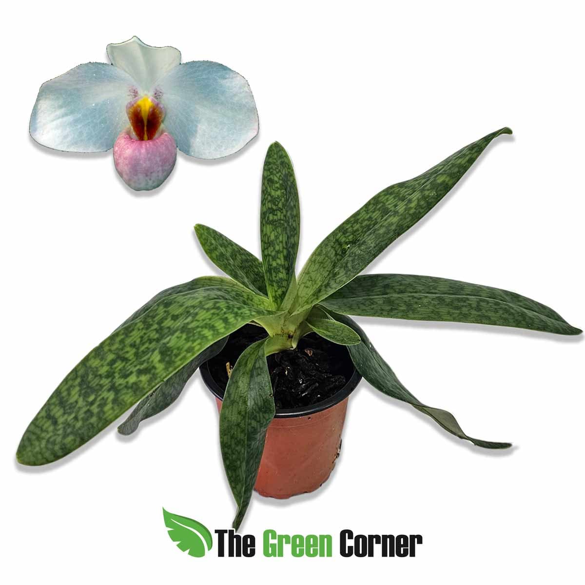 paphiopedilum-burki