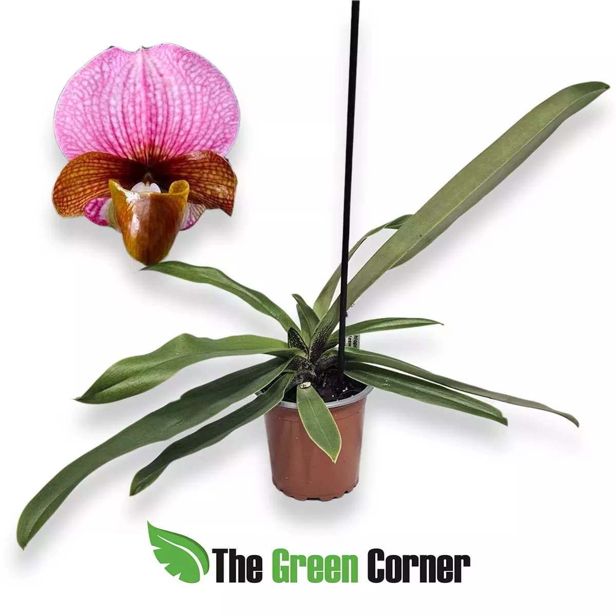 paphiopedilum-charlesworthii