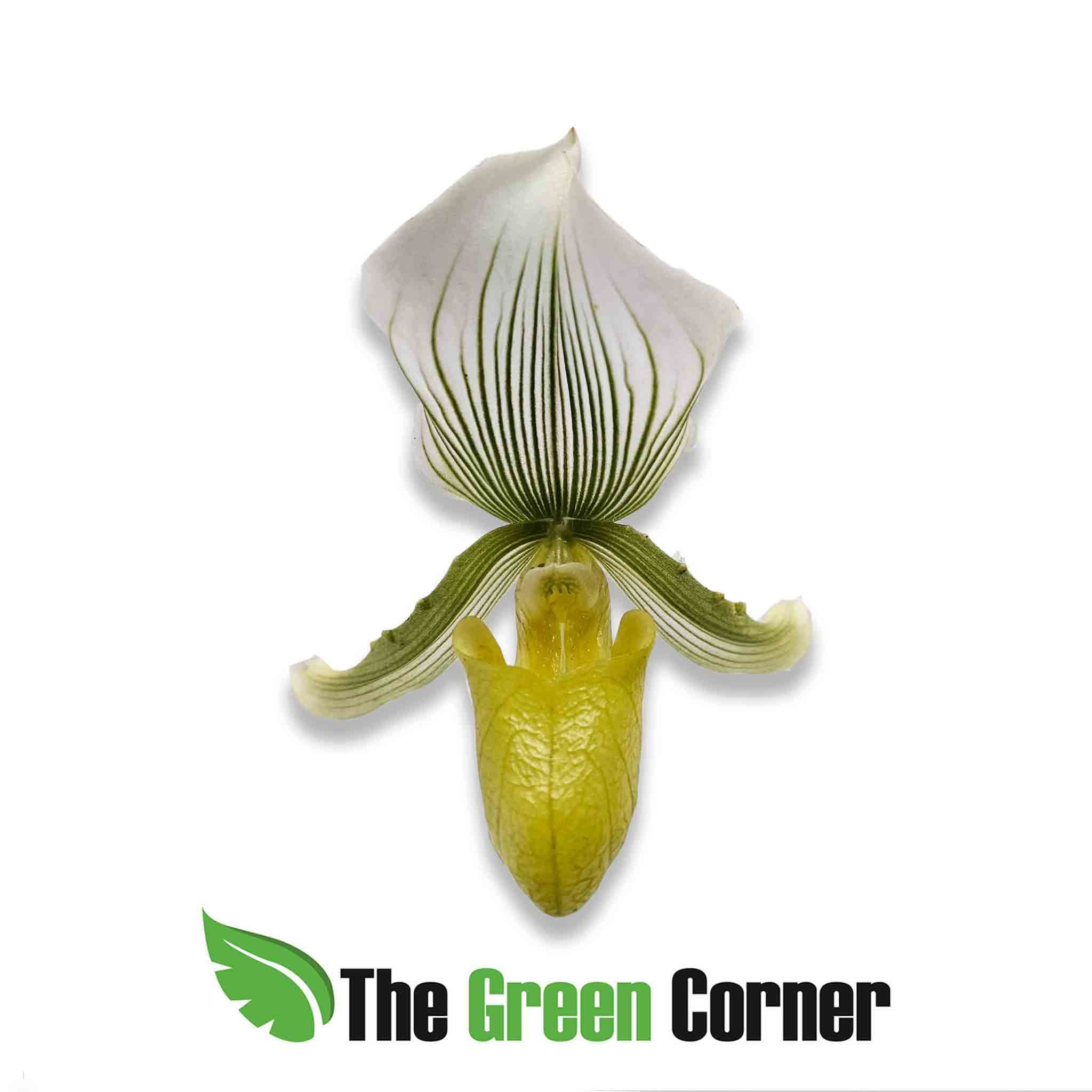 paphiopedilum-claire-de-lune