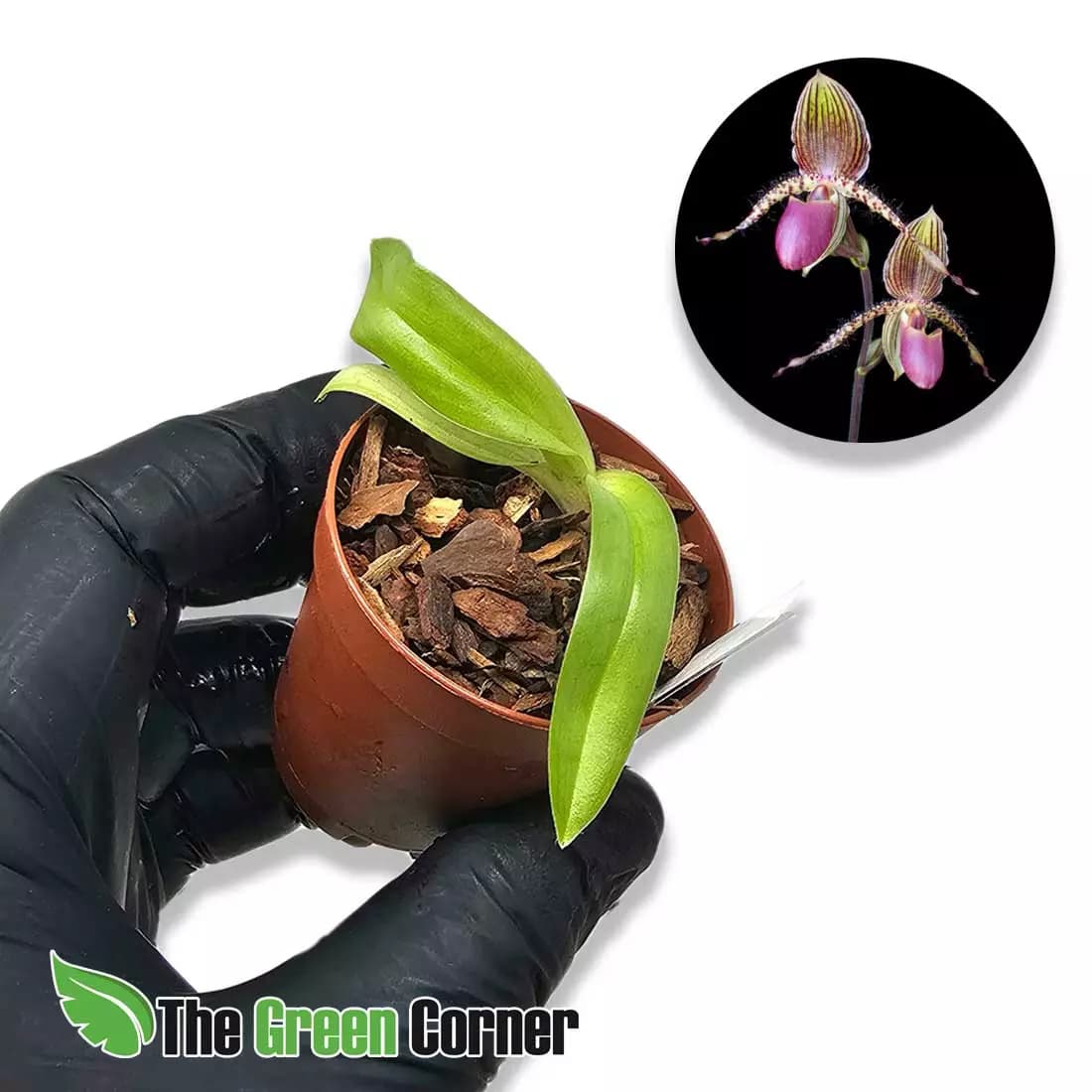 Orquídeas baby rustificadas