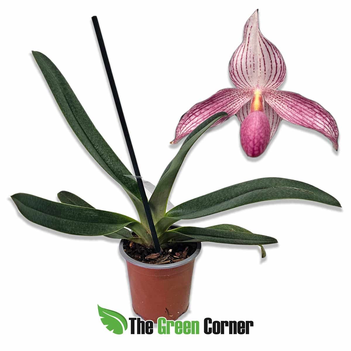 paphiopedilum-delrosi
