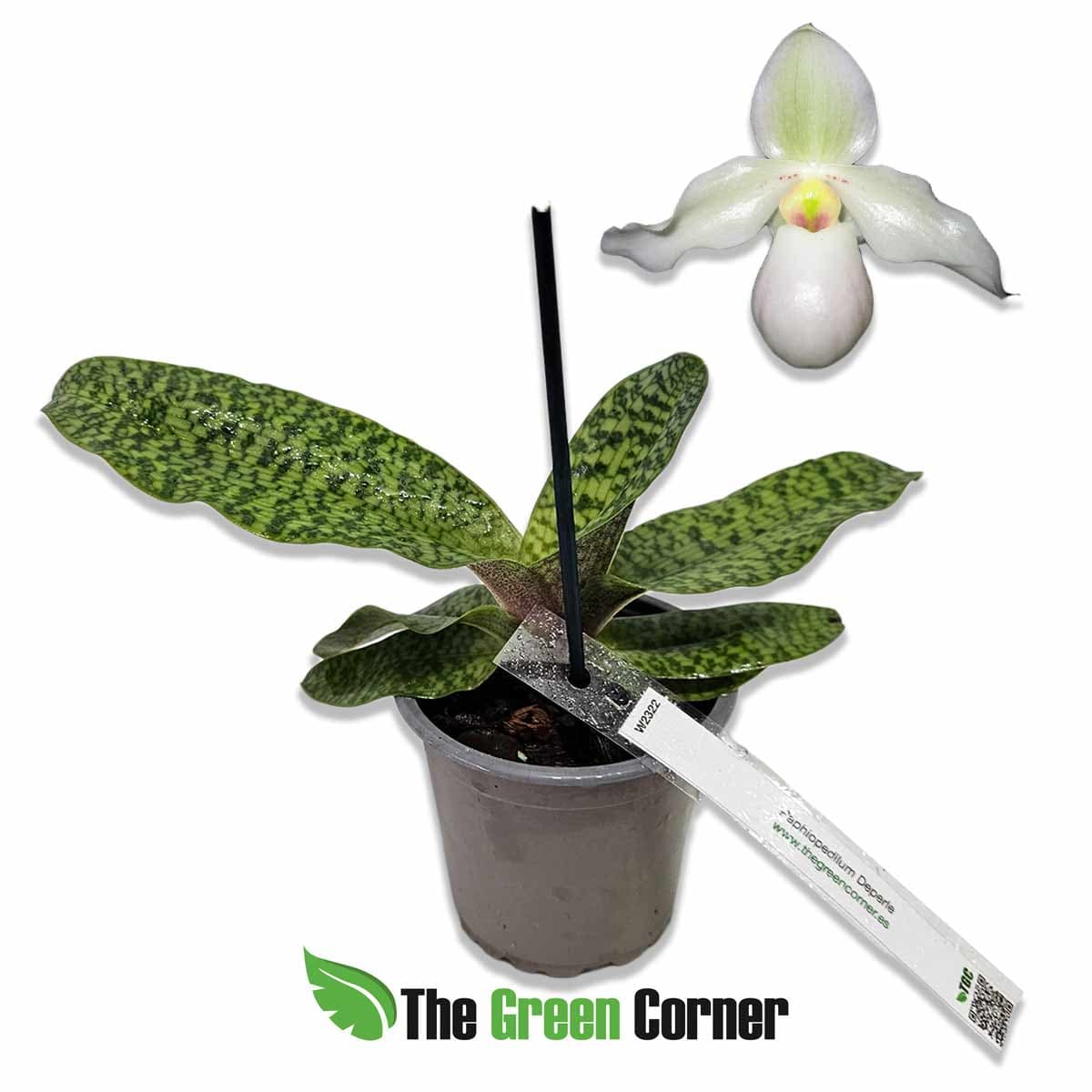 paphiopedilum-deperle