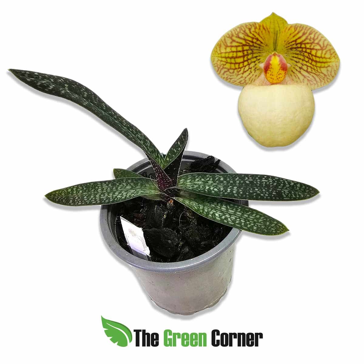 paphiopedilum-fumhi-delight